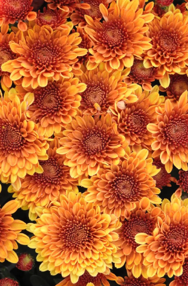 A close up of many orange flowers