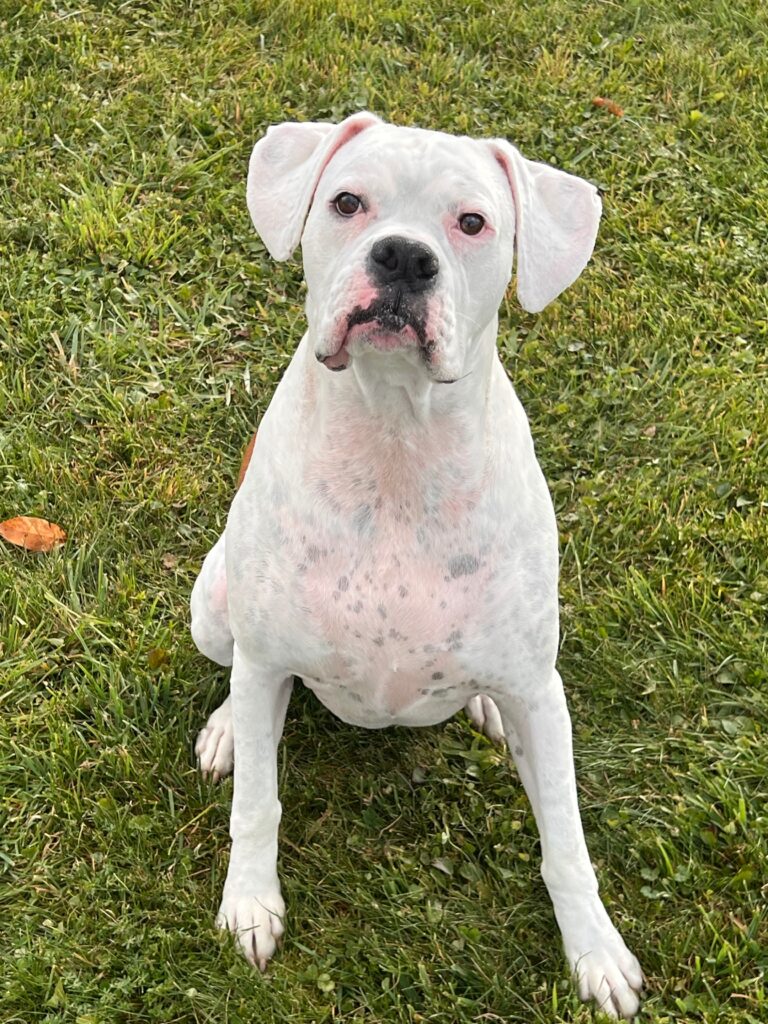 A white dog sitting in the grass with its tongue hanging out.