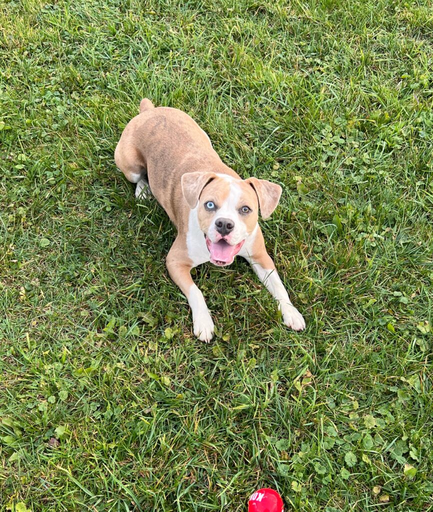 A dog laying in the grass with its mouth open.